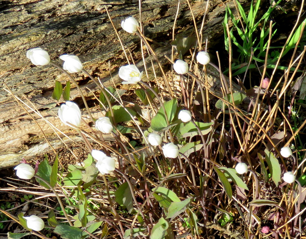 Jeffersonia diphylla Qty 96